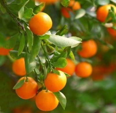 Mandarin Natural Blend Essential Oil 4